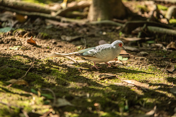 埼玉県越谷市キャンベルタウン野鳥の森　ウスユキバト