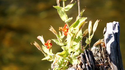 Sierra Nevada Mountains