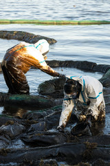 Volunteers clean the ocean coast from oil after a tanker wreck. Mauritius