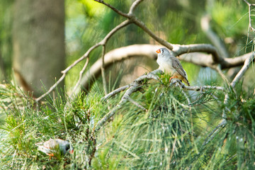 埼玉県越谷市キャンベルタウン野鳥の森　キンカチョウ