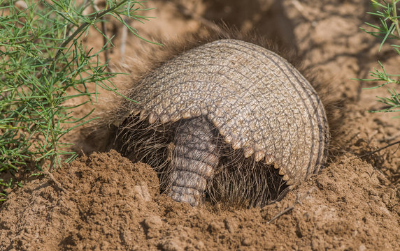 Armadillo Digging His Burrow, La Pampa , Patagonia, Argentina.