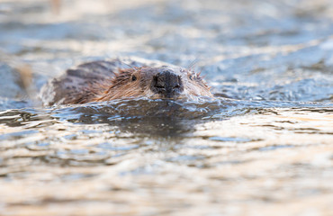 Beaver in the Canadian wilderness