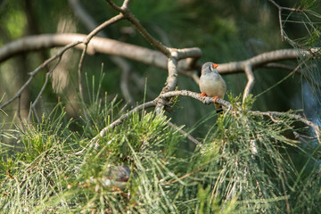 埼玉県越谷市キャンベルタウン野鳥の森　キンカチョウ