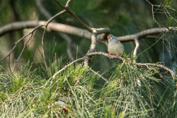 埼玉県越谷市キャンベルタウン野鳥の森　キンカチョウ