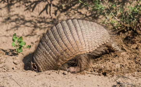 Armadillo Digging His Burrow, La Pampa , Patagonia, Argentina.