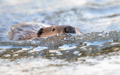 Fototapeta premium Beaver in the Canadian wilderness