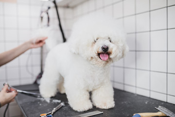 Grooming of dogs and small animals in the grooming salon.