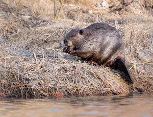 Beaver in the Canadian wilderness