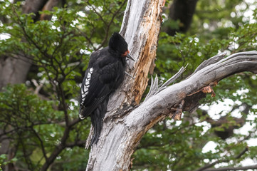 Magellanic Woodpecker in Patagonian forest environment, Los Glaciares National Park, Santa Cruz, Argentina