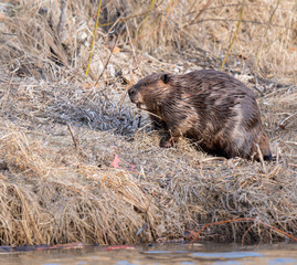 Beaver in the Canadian wilderness