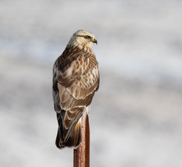 rough-legged hawk