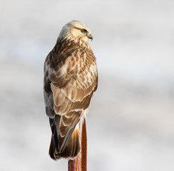 rough legged hawk