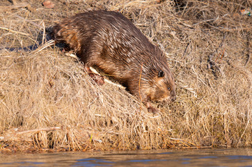 Beaver in the Canadian wilderness