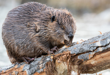 Beaver in the Canadian wilderness