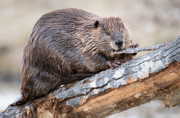 Beaver in the Canadian wilderness