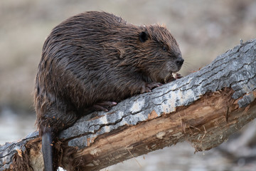 Beaver in the Canadian wilderness
