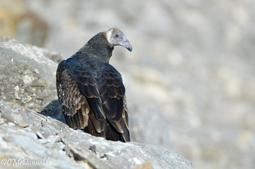 Vulture