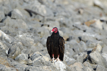 turkey vulture in the desert
