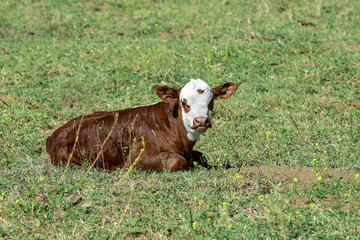 Cattle calf in Argentine countryside, La Pampa Province, Argentina.