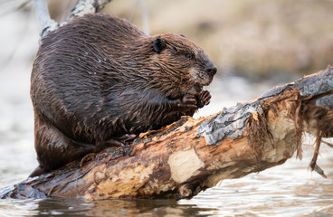 Beaver in the Canadian wilderness