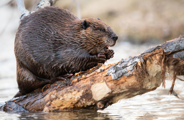 Beaver in the Canadian wilderness