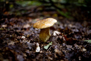 White mushrooms in the woods, on a background of leaves, bright sunlight. Boletus. Mushroom