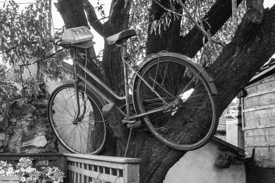 old rusty bicycle on the tree