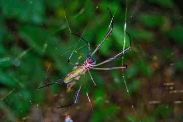 Insectos de la selva ecuatoriana, Ecuador