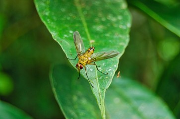 Insectos selva ecuatoriana, Ecuador