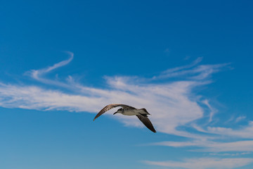 Fototapeta na wymiar PAJAROS VOLANDO BIRDS FLYING SEA BAHIA
