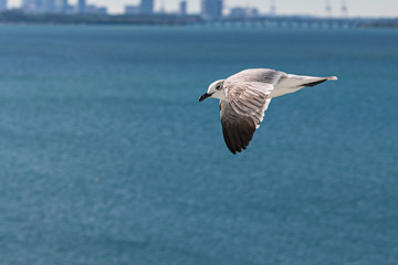 PAJAROS VOLANDO BIRDS FLYING SEA BAHIA
