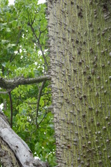 Silk Floss Tree, Tropical Tree