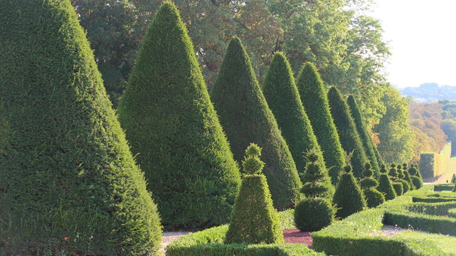 Art topiaire dans un jardin &agrave; la fran&ccedil;aise, ifs taill&eacute;s dans le parc de Sceaux, dans les Hauts-de-Seine (France)