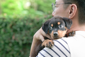 Adult man holding little puppy dog on his shoulder