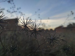 Thorns ( Bidens pilosa )