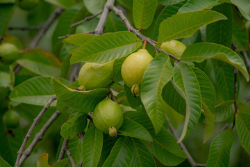 Guava tree ( Psidium guajava ) with three guavas between its branches