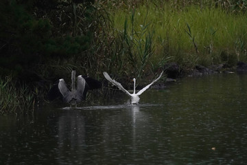 egret in water