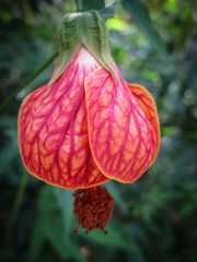red and yellow hibiscus flower