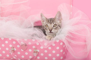 Fototapeta na wymiar Tabby Kitten laying inside of a pink white dot suitcase pink background