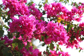 Flower pink in garden, floral background.