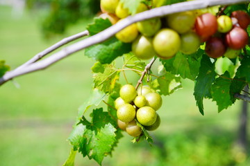 Muscadine Grape tree in the harvest season in Florida