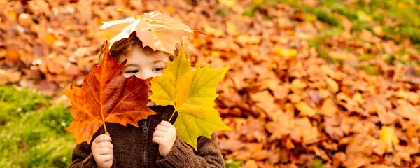 Foto op Canvas Kids play in autumn park. Children throwing yellow leaves. Child boy with oak and maple leaf. Fall foliage. Family outdoor fun in autumn. Toddler or preschooler in fall. © Volodymyr