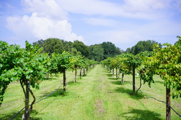 Fototapeta na wymiar Muscadine Grape tree in the harvest season in Florida 