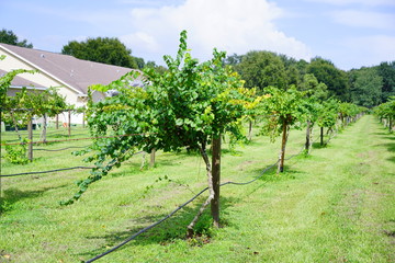 Fototapeta na wymiar Grape fruit trees in the harvest season in Florida
