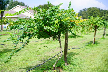 Fototapeta na wymiar Muscadine Grape tree in the harvest season in Florida