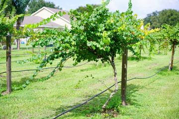 Grape fruit trees in the harvest season in Florida