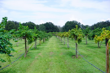 Grape fruit trees in the harvest season in Florida