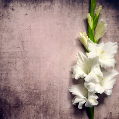 White gladioli flowers flat on grunge surface. Top view, from above, copy space. Floral background.