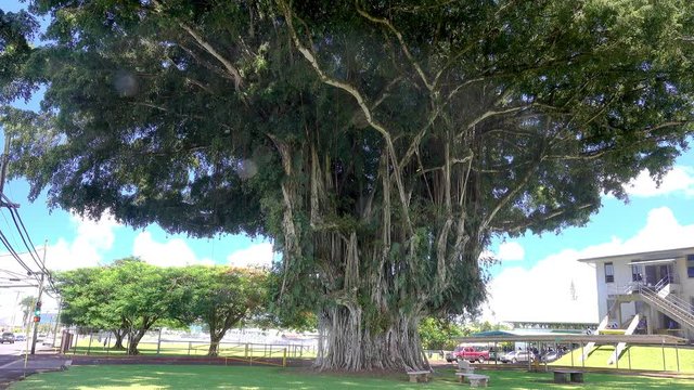 Banyan tree in Hilo,  Hawaii.