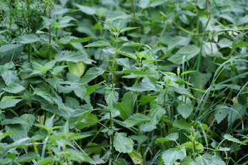 green nettles growing among the grasses © Paulina